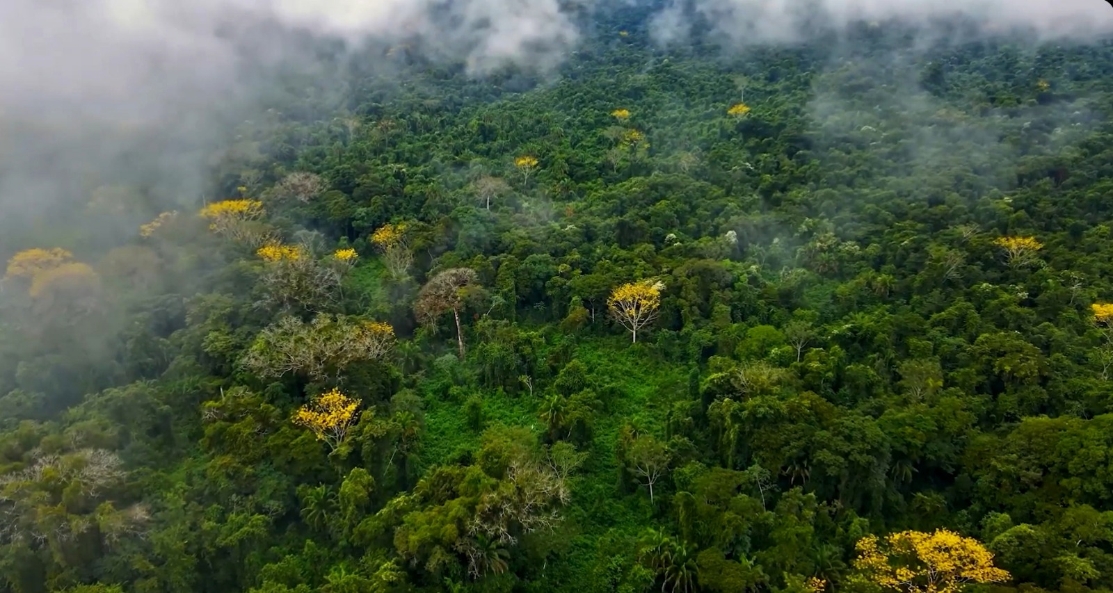 Bosques y selva